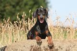 DOBERMANN 564